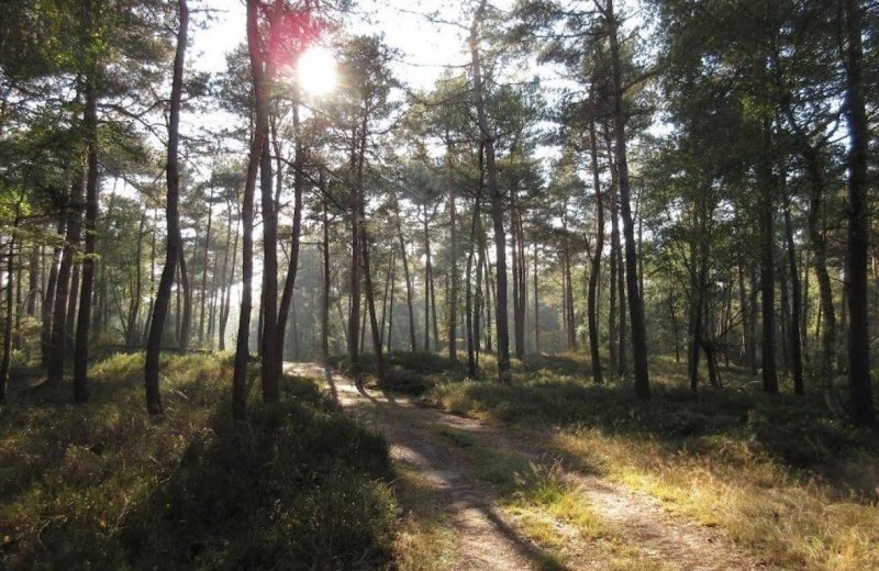 Natuurgebied Reeënberg